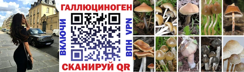 Псилоцибиновые грибы Cubensis  Гвардейск 
